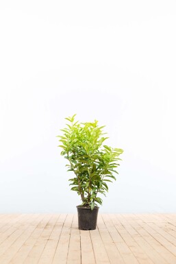 Laurier-cerise / Prunus Laurocerasus Genolia 60-80 cm - Pot