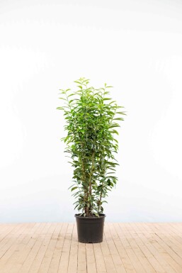Laurier-cerise / Prunus Laurocerasus Genolia 125-150 cm - Pot
