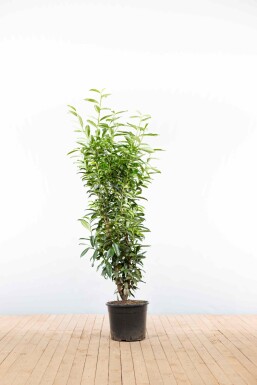 Laurier-cerise / Prunus Laurocerasus Genolia 150-175 cm - Pot