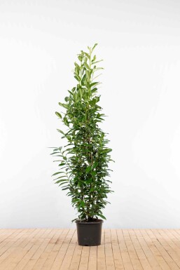 Laurier-cerise / Prunus Laurocerasus Genolia 175-200 cm - Pot