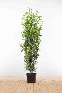 Laurier-cerise / Prunus Laurocerasus Genolia 200-225 cm - Pot
