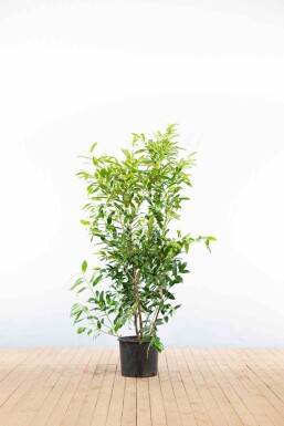 Laurier-palme / Prunus Laurocerasus Herbergii 125-150 cm - Pot