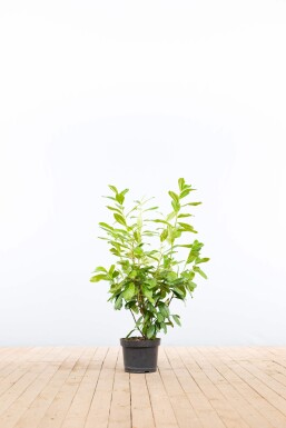 Laurier-palme / Prunus Laurocerasus Novita 80-100 cm - Pot