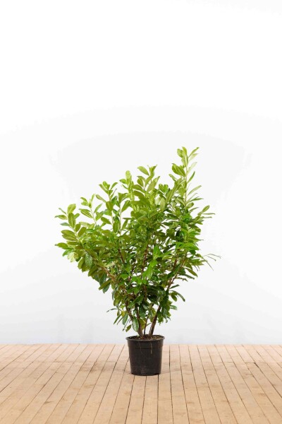 Laurier-palme / Prunus Laurocerasus Novita 125-150 cm - Pot