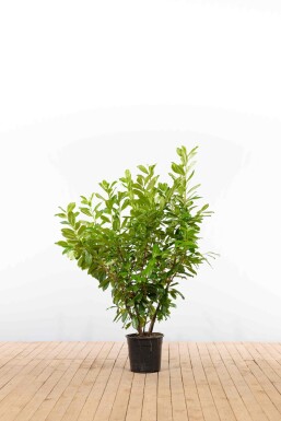 Laurier-palme / Prunus Laurocerasus Novita 125-150 cm - Pot