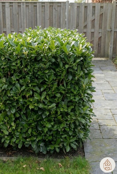 Laurier-cerise / Prunus Laurocerasus Otto Luyken 40-50 cm - Pot