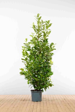 Laurier-palme / Prunus Laurocerasus Rotundifolia 200-225 cm - Pot