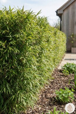 Bambou / Fargesia Nitida 200-225 cm - Pot