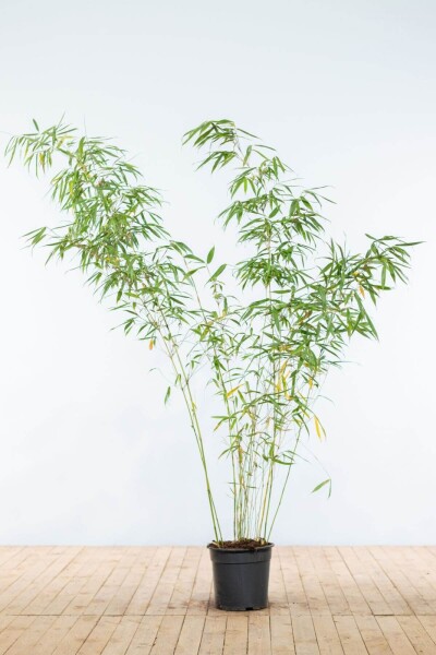 Bambou / Fargesia Rufa 175-200 cm - Pot