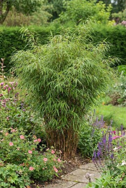 Bambou / Fargesia Rufa 175-200 cm - Pot
