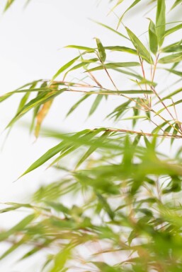 Bambou / Fargesia Rufa 175-200 cm - Pot