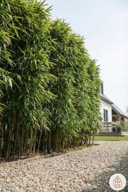 Bambou / Phyllostachys Bissetii 200-225 cm - Pot