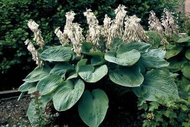 Hosta sieboldiana 'Elegans' P17
