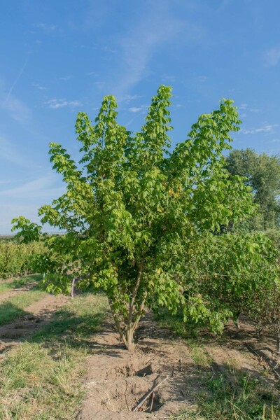 Acer buergerianum cépée 200-250