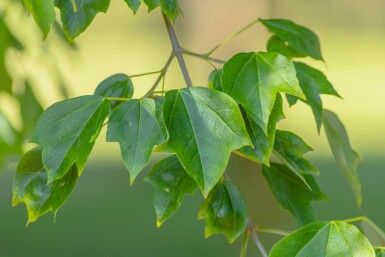 Acer buergerianum cépée