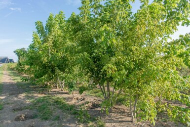 Acer buergerianum cépée 200-250