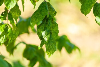 Acer buergerianum cépée 200-250