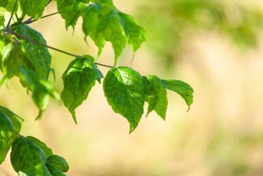 Acer buergerianum cépée 200-250