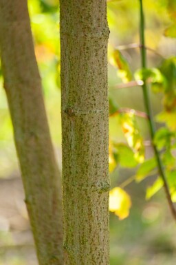 Acer buergerianum cépée 200-250