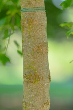 Acer buergerianum cépée 200-250