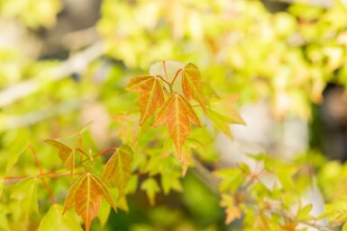 Acer buergerianum cépée 200-250