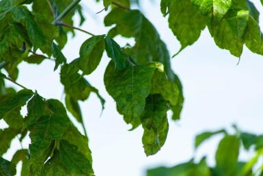 Acer buergerianum cépée 200-250