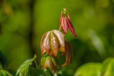 Acer buergerianum cépée 200-250