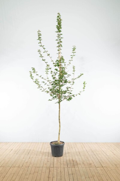 Acer campestre haute-tige 6/8 cm