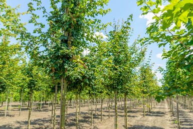 Acer campestre haute-tige 6/8 cm