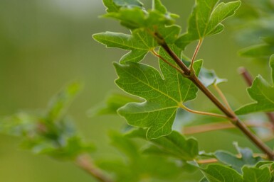 Acer campestre haute-tige 6/8 cm