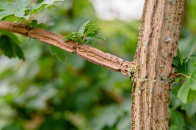 Acer campestre haute-tige 6/8 cm
