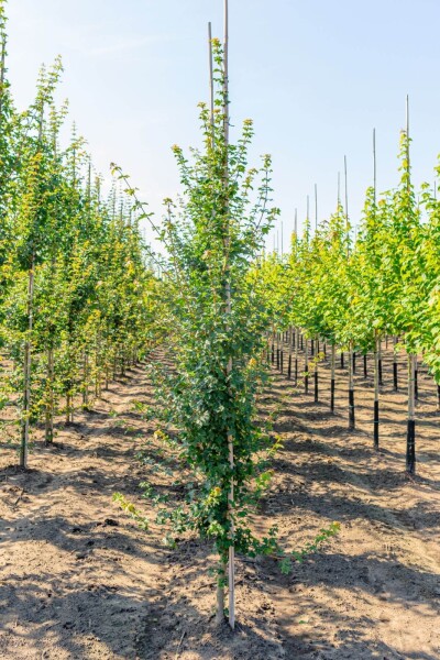 Acer campestre baliveau 10/12