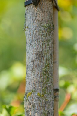 Acer campestre baliveau 10/12
