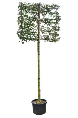 Acer campestre espalier