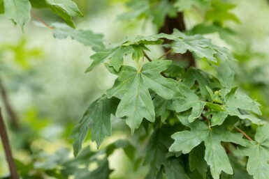 Acer campestre espalier