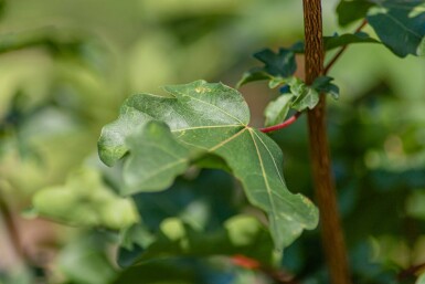 Acer campestre espalier 8/10 150cm tronc 150b x 120h