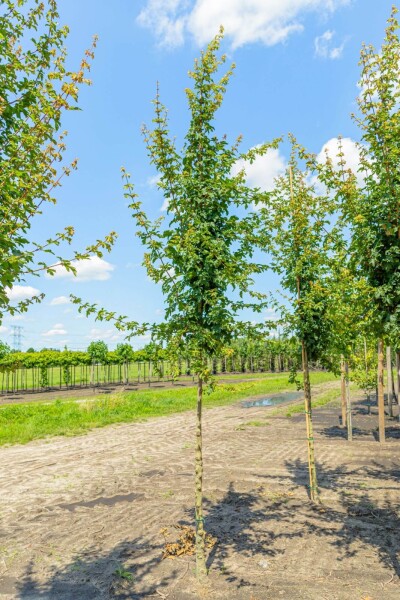 Acer campestre 'Elsrijk' haute-tige 8/10 cm