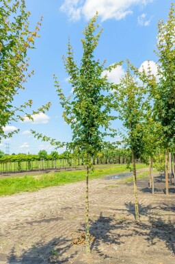 Acer campestre 'Elsrijk' haute-tige
