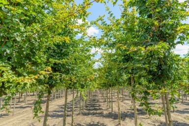 Acer campestre 'Elsrijk' haute-tige