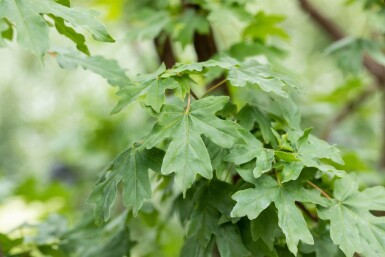 Acer campestre 'Elsrijk' espalier