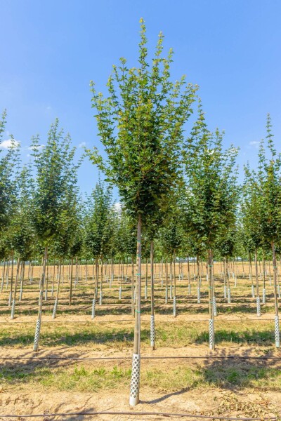 Acer campestre ‘Huibers Elegant’ haute-tige 14/16