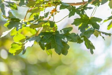 Acer campestre ‘Huibers Elegant’ haute-tige 14/16