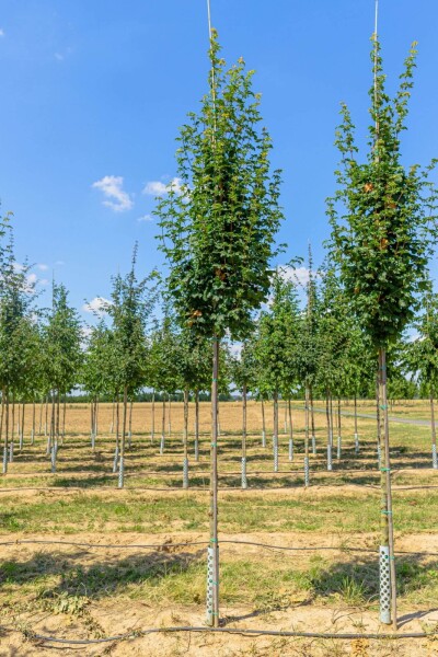 Acer campestre 'Lienco' haute-tige 10/12