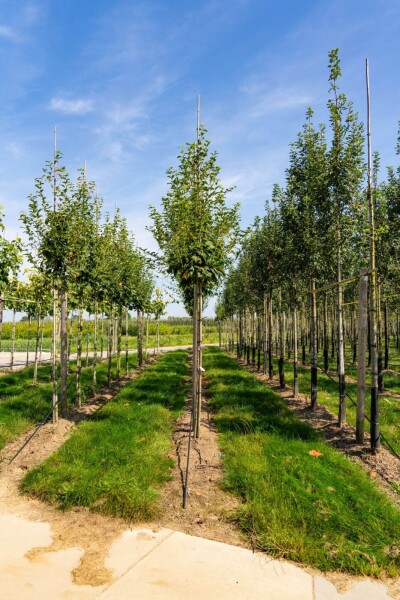 Acer capillipes haute-tige 12/14