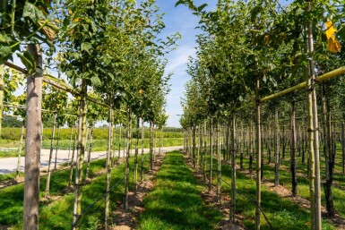Acer capillipes haute-tige 12/14