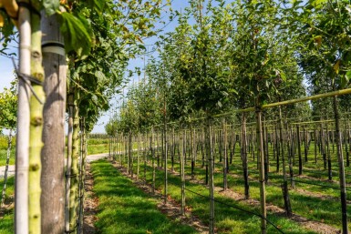 Acer capillipes haute-tige 12/14