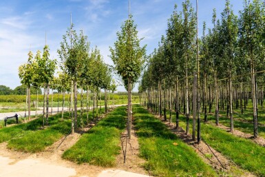 Acer capillipes haute-tige 12/14
