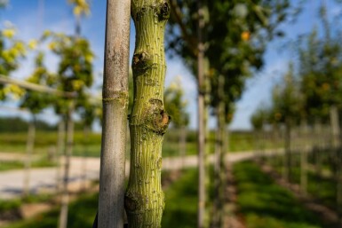 Acer capillipes haute-tige 12/14