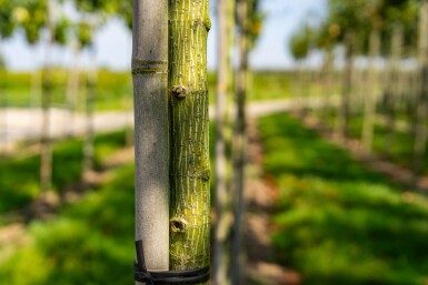 Acer capillipes haute-tige 12/14