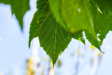 Acer capillipes haute-tige 12/14